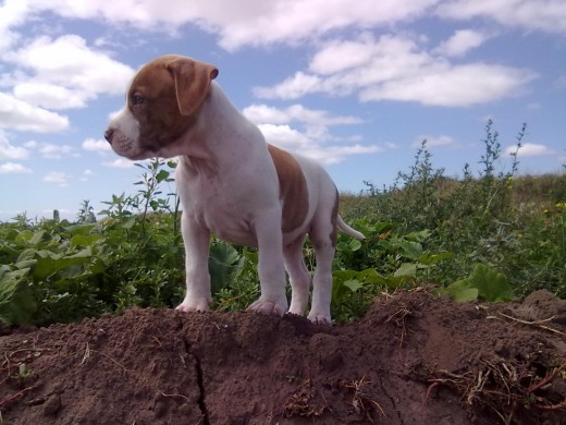 bob en el campo